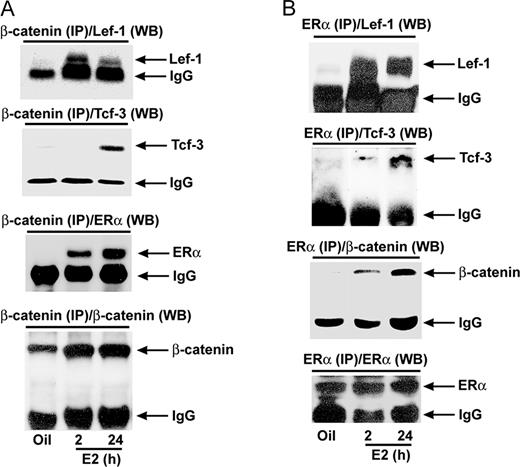 Analysis of E2-Dependent Protein-Protein Interaction between Wnt/β-Catenin-Activated Tcf-3/Lef-1 and ERα in the Mouse Uterus Adult ovariectomized wild-type mice were given a single injection of E2 (100 ng/mouse) and killed at indicated times. Mice injected with oil were killed after 24 h and served as control. Whole uterine tissue extracts were immunoprecipitated with β-catenin (A)- or ERα (B)-specific antibodies followed by Western blotting for Lef-1, Tcf-3, β-catenin, and ERα. Arrows denote position of detected protein bands. The intense band detected at approximately 55 kDa in all panels represents heavy chain subunit of IgG (this is shown as internal loading control). In control experiments, imunoprecipitation using normal serum did not detect any specific bands by Western blotting (data not shown). These experiments were repeated at least three times with similar results. IP, Immunoprecipitation; WB, Western blot.