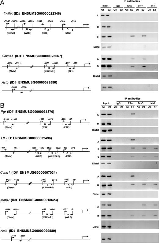 Analysis of Estrogen-Dependent Recruitments of ERα and Lef-1/Tcf-3 at Specific Sites of c-Myc, Cdkn1a, Pgr, Ltf, Ccnd1, and Mmp-7 Gene Promoters Analysis of recruitments for ERα and Lef-1/Tcf-3 on endogenous uterine gene promoters for c-Myc and Cdkn1a at 2 h (A), and for Pgr, Ltf, Ccnd1, and Mmp7 at 24 h (B) after E2 or oil treatments. Adult ovariectomized wild-type mice were given a single injection of E2 (100 ng/mouse) or oil (as vehicle control) and killed at indicated times. ChIP analyses were performed using ERα, lef-1, or Tcf-3 antibodies, or normal serum IgG (as control), followed by PCR. The specific regions as depicted in this figure were analyzed by a set of primers as described in Materials and Methods. The presence of the promoter-specific DNA before immunoprecipitation was confirmed by PCR (input). The details for PCR amplification and the number of cycles parameter were the same as described in Materials and Methods. Analysis of Actb gene promoter was used in parallel (as a control) to compare the status of transcription factors recruitment on an estrogen-insensitive gene promoter. The amplified product sizes (bp) were for c-Myc: 170 (A), 199 (B), 162 (C), and 159 (distal); Cdkn1a: 192 (A), 186 (B), and 180 (distal); Pgr: 191 (A), 151(B), and 222 (distal); Ltf: 199 (A), 151 (B), 150 (C), and 249 (distal); Ccnd1: 179 (A), 199 (B), and 300 (distal); Mmp7: 185 (A), 167 (B), and 167 (distal); Actb: 234. ID#, Identification number; IP, immunoprecipitation.