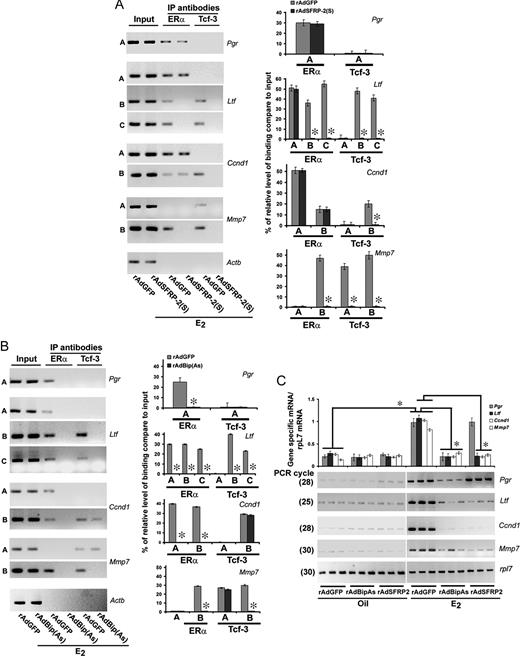 Selected Perturbation of Wnt/β-Catenin or ERα Signaling Axis Determines a Correlation for DNA-Specific Recruitments of Lef-1/Tcf-3 and/or ERα with the Alteration of Estrogenic Late Gene Expression in the Mouse Uterus A, Analysis of recruitment of ERα and Lef-1 on Pgr, Ltf, Ccnd1, Mmp7, and Actb promoters. ChIP analysis was performed using ERα and lef-1-specific antibodies in the uteri of mice, after administration of rAdSFRP2(S) or rAdGFP (as control), followed by E2 (100 ng/mouse) for 24 h. B, Analysis of recruitment of ERα and Lef-1 on c-Myc, Cdkn1A, and Actb promoters. ChIP analysis was performed using ERα and lef-1-specific antibodies in the uteri of mice, after administration of rAdBip(As) or rAdGFP (as control), followed by E2 (100 ng/mouse) for 24 h. Representative figures for recruitments of individual transcription factors on different gene promoters are shown (A and B). The amplified product sizes for different regions of the promoters were the same as described in Fig. 5. Three independent analyses were performed to compare the results, as shown in bar plot (A and B). The quantitation of relative levels for binding of transcription factors on different gene promoters is represented as percent of input. *, Values are statistically different (P < 0.05, Student’s t test) from the corresponding control groups. C, RT-PCR analysis of c-Myc and Cdkn1A gene expression after adenovirus administration. Uterine tissues were collected after rAdBipAs, rAdSFRP-2(s), or rAdGFP (as control) administration, followed by oil or E2 (100 ng/mouse) for 24 h. Ribosomal protein L-7 (rpl-7) was used as a constitutive gene control. Comparative RT-PCR analyses using three independent total RNA samples were as described in Fig. 1A. These experiments were repeated at least three times. In the bar plots, the abundance of mRNAs for each gene expression was quantitated by analysis of band intensities using densitometric scanning and was corrected against rpL7. *, Values are statistically different (P < 0.05, Student’s t test) from the corresponding control groups. IP, Immunoprecipitation.