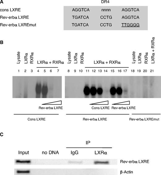 LXRα Binds as a Heterodimer with RXRα to a LXRE Site in the Human Rev-erbα Promoter A, Sequences of consensus (cons LXRE), wild-type (Rev-erbα LXRE), and mutated (Rev-erbα LXRE mut) LXRE are shown. Mutations are underlined. B, EMSA was performed using the indicated end-labeled oligonucleotides in the presence of in vitro-translated hLXRα, hRXRα, or unprogrammed reticulocyte lysate. Competition experiments were performed by adding 1-, 10-, and 100-fold excess of cold Rev-erbα LXRE or cons LXRE oligonucleotides. C, ChIP assays were performed using chromatin isolated from human primary macrophages treated with T0901317 (1 μm) for 12 h. Cross-linked cell lysates were immunoprecipitated with goat IgG (control) or polyclonal LXRα-specific antibody. DNA precipitates were isolated and then subjected to PCR by using primer pairs covering either the (−1038/−1053) Rev-erbα gene promoter (top) or the β-actin gene (bottom) region. Control PCRs were performed without DNA (no DNA) or with nonimmunoprecipitated genomic DNA (input).