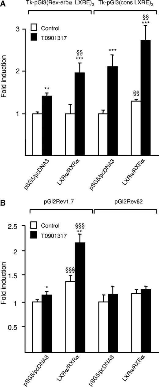 LXRα Induces Human Rev-erbα Promoter Activity Cos-7 cells were transiently transfected with the indicated reporter constructs in the presence of pcDNA3-hLXRα, pSG5-hRXRα or empty vectors. Cells were treated with T0901317 (1 μm) or vehicle (Control) for 24 h, and luciferase activity was measured and normalized to activity of a cotransfected β-galactosidase expression vector. Results are representative of those obtained from three independent experiments and are set as 1 for each reporter construct. Each bar is the mean value ± sd of triplicate determinations. Statistically significant differences are indicated (ANOVA/t test; pSG5/pcDNA3 vs. LXRα/RXRα: §§, P < 0.01; §§§, P < 0.001 and control vs. T0901317: *, P < 0.05; **, P < 0.01; ***, P < 0.001). A, Effect of LXRα/RXRα activation on the activity of the Rev-erbα LXRE and cons LXRE sites cloned in three copies upstream of the Tk promoter. B, Effect of LXRα/RXRα activation on the activity of a human Rev-erbα promoter fragment containing (Rev1.7) or not (Revδ2) the Rev-erbα LXRE site.