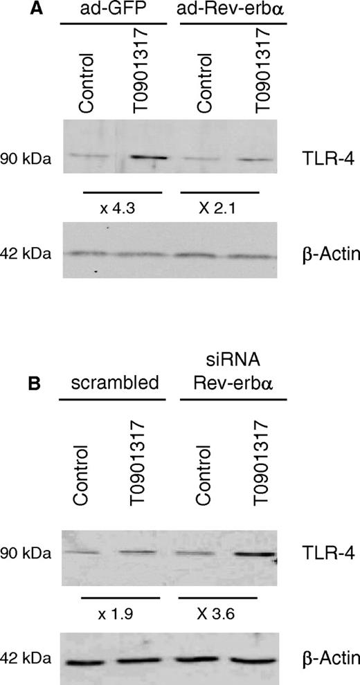 Rev-erbα Inhibits TLR-4 Protein Induction by LXR Activation TLR-4 and β-actin proteins were measured by Western blot analysis. A, Primary human macrophages were infected with a Rev-erbα expressing adenovirus (ad-Rev-erbα) or a GFP (ad-GFP) expressing control vector and then treated with T0901317 (1 μm) or vehicle (Control) for 48 h. B, Primary human macrophages transfected with siRNA against hRev-erbα or with scrambled control were treated with T0901317 (1 μm) or vehicle (Control) for 48 h.