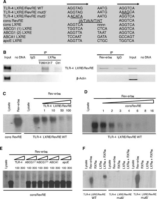 The Heterodimer LXRα/RXRα and the Monomer Rev-erbα Bind to Overlapping Response Elements in the Human TLR-4 Promoter A, Sequences of the WT and mutated overlapping LXRE and RevRE in the human TLR-4 promoter as well as LXRE sequences present in the promoters of genes involved in cholesterol homeostasis are shown. Half-site sequences are indicated by arrows and mutations are underlined. B, ChIP assays were performed using chromatin isolated from differentiated human macrophages treated or not with T0901317 (1 μm) for 12 h. Cross-linked cell lysates were immunoprecipitated with IgG (control), a LXRα-specific antibody (left panel) or a Rev-erbα-specific antibody (right panel). DNA precipitates were isolated and then subjected to PCR by using primer pairs covering either the −555/−349 TLR-4 gene promoter (top) or β-actin gene (bottom) region. Control PCRs were performed without DNA or with nonimmunoprecipitated genomic DNA (input). C–F, EMSAs were performed in the presence of in vitro-translated hLXRα, hRXRα, hRev-erbα or unprogrammed reticulocyte lysate and the WT (C–F) or mutated (F) overlapping LXRE/RevRE site in the human TLR-4 promoter. Competition experiments were performed by adding the indicated fold excess of cold LXRE/RevRE WT (C), consensus RevRE (D) oligonucleotides or indicated LXRE sequences present in the promoters of genes involved in cholesterol homeostasis (E).