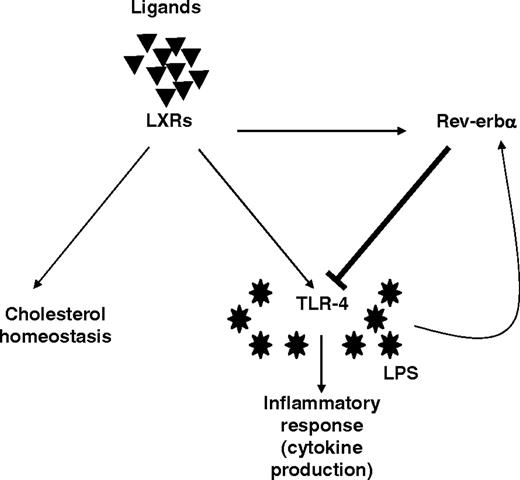 Negative Transcriptional Feedback Loop by Rev-erbα on the Selective LXR-Induced TLR-4 Pathway Rev-erbα is a LXR target gene in human macrophages and represses LXR-induced-TLR-4 expression by binding to a RevRE overlapping with the previously described LXRE site. This cross talk between Rev-erbα and LXR together with the induction of Rev-erbα expression by LPS identifies Rev-erbα as a molecular link driving transcriptional feedback loops and as a crucial factor in the macrophage response to LPS.