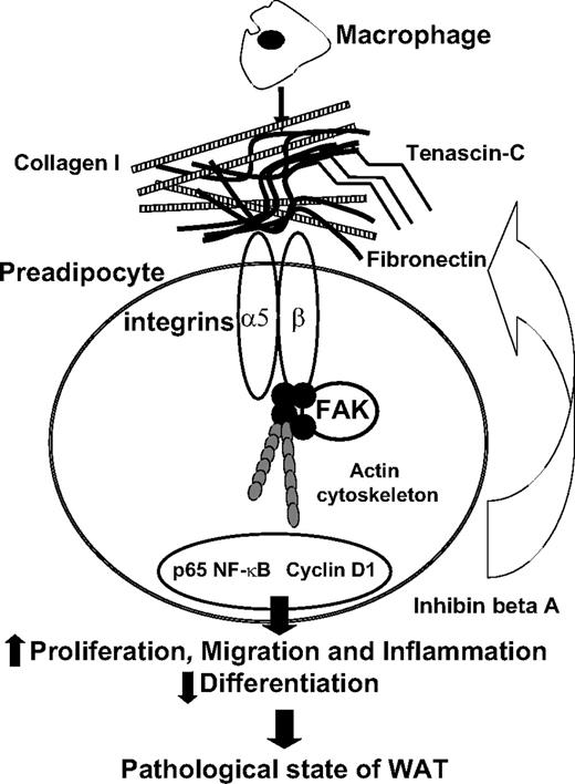 Schematic representation of the biological effects of macrophage-secreted factors on human preadipocytes.
