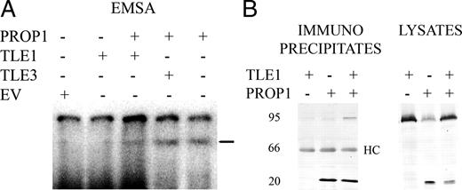 TLE interaction with PROP1 DNA. A, Radiolabeled PRDQ oligonucleotide was incubated with TLE1, TLE3, and/or PROP1 proteins produced in reticulocyte lysates. Reticulocyte lysates with empty vector (EV) served as a negative control. The samples were separated by gel electrophoresis and autoradiographed. PROP1 bound the probe in this EMSA (bar). B, TLE1 and/or PROP1-myc were transfected in 293T cells (5 μg each in the cotransfection of TLE1 and PROP1, 10 μg for transfection with each individual vector). Cell lysates were prepared and subjected to immunoprecipitation with anti-myc epitope antibodies, followed by SDS-PAGE. Lysates, One eighth of each input lysate, collected before incubation with antibodies, was subjected to gel electrophoresis. After transfer to nitrocellulose, Western blotting (WB) was performed with either anti-myc or anti-Gro/TLE (pan-TLE) antibodies. Immuno-precipitates, Coimmunoprecipitation was performed with the anti-myc antibody. Western blot was performed with myc antibody (left) and pan-TLE antibody. PROP1 migrates at 25 kDa, TLE at 95 kDa, and the heavy chain (HC) at 66 kDa. Endogenous TLE is detectable in lysates from cells not transfected with TLE1. Positions of migration of the IgG heavy chain (HC) are indicated. Positions of size standards are indicated in kilodaltons.
