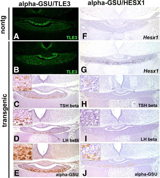 Ectopic expression of HESX1 alone, but not TLE3, affects gonadotroph and thyrotroph differentiation. Levels of transgene expression were determined by TLE3 immunohistochemistry for Tg(Cga-Tle3) or αGSU-TLE3 transgenic embryos and nontransgenic littermates at e18.5 (A and B) or Hesx1 in situ hybridization for Tg(Cga-Hesx1) or αGSU-HESX1 transgenic embryos and nontransgenic littermates (nontg) at e18.5 (F and G). TSHβ and LHβ immunohistochemistry is used to screen for differentiated gonadotrophs and thyrotrophs in Tg(Cga-Tle3) embryos (C and D) and Tg(Cga-Hesx1) embryos (H and I). CGA or αGSU protein is present in both Tg(Cga-Tle3) and Tg(Cga-Hesx1) single-transgenic embryos (E and J).