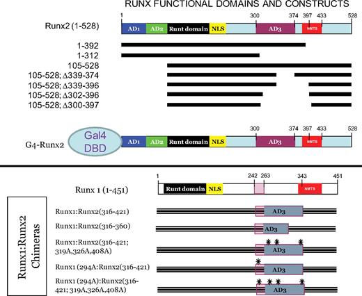 Schematic representation of Runx2 deletion variants, G4-Runx2 fusion protein, and Runx1:Runx2 chimeras. Upper panel, A systematic series of Runx2 truncation mutants and internal deletion variants were generated for functional analyses in addition to the G4-Runx2 fusion for one-hybrid analysis. Lower panel, Runx1:Runx2 chimeric proteins were generated, including variants lacking key proline-directed phosphor-acceptor sites (S/T → A mutants; black asterisks).