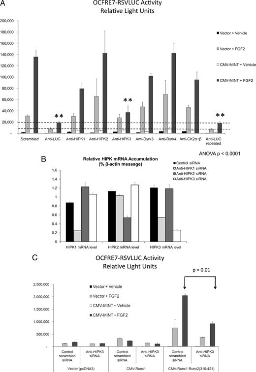 Activation of Runx2 AD3 by MINT+FGF2 requires HIPK3. A, The OCFRE7-RSVLUC was used as a reporter to screen for the effects of siRNAs directed against Dyrk/HIPK family members on MINT+FGF2 activation. RNAi directed against the LUC reporter was included as a positive control, whereas siRNAs directed against CK2 and scrambled sequences were included as negative controls. ANOVA was carried out for activity of MINT+FGF2-treated samples for each siRNA. Besides anti-LUC, only siRNA directed against HIPK3 significantly reduced MINT+FGF2 activation. **, P < 0.01. B, RT-qPCR analysis indicated that HIPK2 and HIPK3 siRNA were specific for knock-down of targeted HIPK family members, whereas HIPK1 siRNA also partially reduced HIPK3 mRNA in addition to HIPK1. HIPK2 siRNA was specific for HIPK2. C, HIPK3 RNAi significantly reduced MINT+FGF2 activation of Runx1:Runx2(316-421) containing Runx2 AD3.