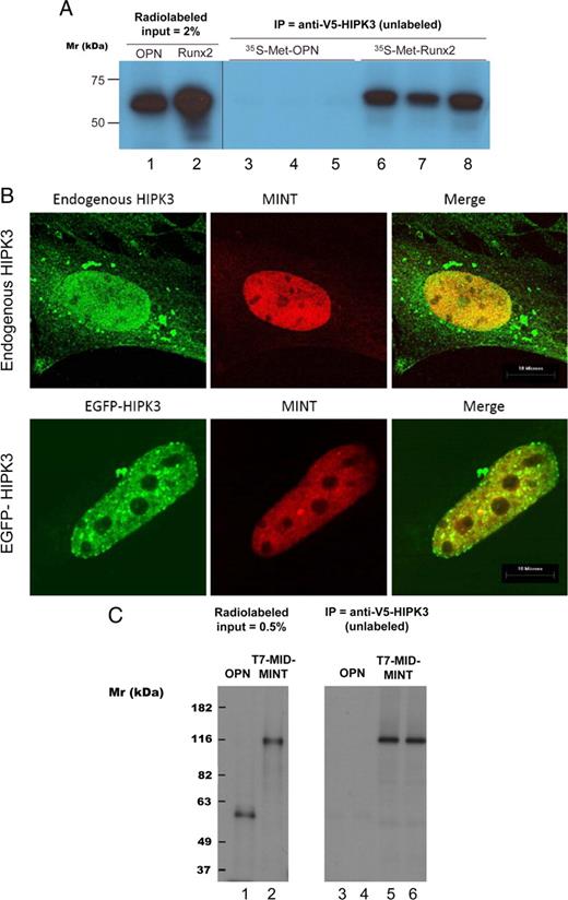 HIPK3 interacts with Runx2 and with MINT MID and colocalizes with MINT in the nucleus. A, In vitro synthesized and unlabeled V5-tagged-HIPK3 was incubated with radioactively labeled OPN or Runx2 and immunoprecipitated with mouse anti-V5 antibody. Note that radioactive Runx2 (lanes 2 and 6–8), but not OPN (lanes 1 and 3–5), is coprecipitated by pull-down of V5 HIPK3. B, CMV-MINT was transfected into C3H10T1/2 cells and localization compared with that of endogenous HIPK3 (upper row) or coexpressed EYFP-HIPK3 (lower row) by confocal microscopy. The two proteins extensively colocalize in the nucleus and exclude the nucleoli. C, In vitro synthesized and unlabeled V5-tagged-HIPK3 was incubated with radioactively labeled OPN or T7-tagged MID MINT and immunoprecipitated with mouse anti-V5 antibody. Note that radioactive MID MINT (lanes 2, 5, and 6), but not OPN (lanes 1, 3, and 4), is coprecipitated by pull-down of V5 HIPK3. IP, Immunoprecipitated.