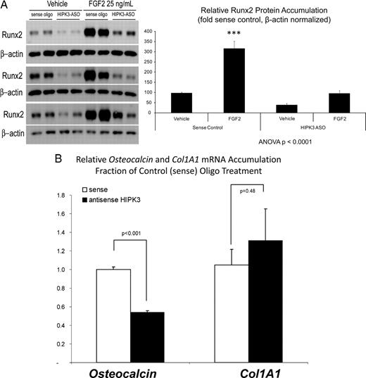 HIPK3 maintains Runx2 protein accumulation and OC gene expression. A, HIPK3 knock-down by an ASO directed toward HIPK3 recapitulates the effects of DMAT on Runx2 protein accumulation. B, As compared with the sense strand control oligo, HIPK3 ASO also significantly reduces endogenous OC gene expression in cells transfected with CMV-Runx2. The Col1A1 gene was not affected by HIPK3 ASO. ***, P < 0.001 vs. vehicle.