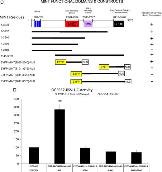 MINT stimulates Runx2- and FGF2-dependent transcriptional activation of the OCFRE via the MID domain. A, C3H10T1/2 cells were transiently transfected OC promoter, RANKL promoter, and NFAT response element-LUC reporter vectors. Plasmids for CMV vector or CMV-MINT expression (full length) were cotransfected as indicated, and cultures were treated with either vehicle or FGF2 (50 ng/ml) as described in Materials and Methods. Runx2 expression plasmid was included in all transfections. B, The OCFRE reporter OCFRE7-RSVLUC was used as a reporter to assess a systematic series of CMV-MINT variants in transient transfection assay. All transfections included Runx2 expression plasmid. As compared with FGF2-treated vector control (dotted vertical line) all C-truncated MINT expression constructs except for CMV-MINT(1–2180) significantly stimulated OCFRE activity. Comparisons were made vs. FGF2-treated vector control. One-way ANOVA with post hoc testing was carried out as described in Materials and Methods. Inset, A depiction of expressed MINT protein fragments and domains. C, A schematic representation of MINT C-truncated, N-truncated, and EYFP-fusion protein variants with OCFRE/Runx2 activation summary. D, MINT transcriptional regulatory domains were expressed as EYFP fusion proteins, with a uniform C-terminally located NLS and assayed in cotransfection assays with OCFRE7-RSVLUC. Only the MINT MID domain significantly stimulated OCFRE activity (asterisks). E, Coexpression of full-length MINT augments the TAF of the G4-Runx2, but not G4-USF1, in the mammalian one-hybrid assay. Inset, A schematic representation of G4-Runx2 fusion protein. See text for details. *, P < 0.05; **, P < 0.01; ***, P < 0.001. NS, Not significant; G4, Gal4 DNA binding domain. Figure continued on next two pages.