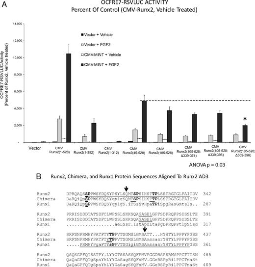 Runx2 AD3 conveys activation by MINT+FGF2. A, The OCFRE reporter OCFRE7-RSVLUC was used as a reporter to assess a systematic series of CMV-Runx2 variants in transient transfection assays. Data are presented as percent of activity observed under control conditions vs. CMV-Runx2-treated with vehicle and vector. Runx2(105–528) encompasses the MINT+FGF2 responsive AD, dependent upon the intact AD3 lesioned by deletion of residues 302–396 (asterisk). B, The sequence alignment of Runx2 (top line), Runx1 (bottom line), and the Runx1:Runx2 chimera Runx1:Runx2(316-421). Arrows point to the positioning of the chimeric Runx2 domain insertion into Runx1. The C-terminal end of AD3( 16) (“…GASEL”) is underlined in Runx2. The shared NMTS (24, 25 ) is underlined in Runx1 beginning at “PRMHY…” The Ser/Thr proline-directed kinase residues of AD3 are bolded, including Ser301 in Runx2 that corresponds to Ser249 in Runx1 (bold underline). C, Activity of Runx1:Runx2 AD3 chimeras. The Runx2 domain 316-421 conveys MINT+FGF2 response onto the very poorly responsive Runx1. Inset, Schematic representation of Runx1;Runx2 chimeras analyzed. *, P < 0.05 vs. MINT+FGF2-treated Runx1. Figure continued on next page.