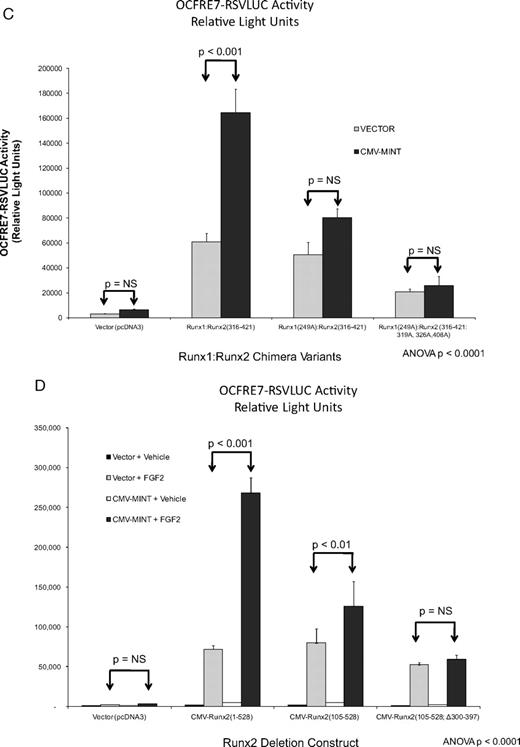 Activation of Runx2 AD3 by MINT+FGF2 requires intact proline-directed kinase cognates. The OCFRE reporter OCFRE7-RSVLUC was used as a reporter to assess a systematic series of CMV-Runx1:Runx2 chimeras and CMV-Runx2 point mutants in transient transfection assays. A, Schematic representation of Runx1:Runx2 chimeras (upper panel) and Runx2 deletion and point mutants (lower panel) analyzed. Black asterisks, S/T → A point mutations that disrupt potential Pro-directed phospho-acceptor sites. Red asterisks, S/T → D point mutations that introduce phosphomimetic changes at potential Pro-directed phospho-acceptor sites. B, AL mutagenesis of the Runx1:Runx2(316-421) chimera revealed contribution of Thr326 in AD3. *, P < 0.05 vs. nonmutated chimera control treated with MINT+FGF2. C, Additional Ala mutagenesis of Runx1 Ser249, equivalent to Runx2 Ser301, in Runx1:Runx2(316-421) chimera abrogated MINT+FGF2 activation. D, Deletion of Runx2 residues 300–397 in the context of Runx2 abrogated MINT+FGF2 induction. E, Point mutations that destroy Pro-directed phosphor-acceptor sites at residues Ser-301, Ser-319, and Thr-326 in native full-length Runx2 significantly reduce MINT-dependent trans-activation without affecting basal activity. F, Conversely, the Runx2(301D, 319D, and 326D) phosphomimetic mutations increase activation by MINT. Mutation of Ser-301 to Ala in context of full-length Runx2 reduces basal activity as observed in Runx1:Runx2 chimeras. NS, Not significant.