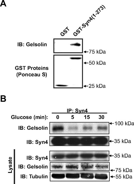 Syn4 and gelsolin directly interact and form complexes in MIN6 β-cells that are sensitive to glucose stimulation. A, Recombinant gelsolin was combined with either GST or GST-Syn4 (1–273) linked to sepharose beads for a 2-h incubation at 4 C. Beads were pelleted and extensively washed, with eluates subjected to 10% SDS-PAGE for immunoblot detection (IB) of gelsolin. Ponceau staining served as control for GST protein loading. Data are representative of at least three independent experiments using two different batches of protein. B, MIN6 cells were preincubated in MKRBB for 2 h and stimulated with 20 mm glucose for 5, 15, or 30 min. Cleared detergent cell lysates were prepared and used in Syn4 immunoprecipitation (IP) reactions. Immunoprecipitates were resolved on 10% SDS-PAGE, and proteins were transferred to PVDF for immunoblot detection of Syn4 and gelsolin. Protein abundances in starting input lysates (100 μg) were confirmed on a separate gel. Data are representative of at least three independent coimmunoprecipitation studies.