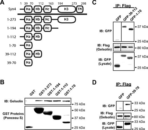 Residues 39–70 of Syn4 are sufficient to confer Syn4-gelsolin binding. A, Depiction of the multiple helical domains of the Syn4 protein. The N-terminal helical domains are denoted as Ha, Hb, and Hc; the C-terminal H3 helix is the SNARE domain, followed by the TM. B, In vitro binding reactions containing recombinant gelsolin protein plus either GST or GST-Syn4 truncation proteins linked to beads were performed as described in Fig. 1, and proteins resolved by 10% SDS-PAGE for immunoblotting (IB). Ponceau S staining shows the presence of the GST proteins in each reaction. Data are representative of two independent experiments. CHO-K1 cells were coelectroporated with pEGFP, pEGFP-Syn4(39–112) or pEGFP-Syn4 (1–70) DNA (C), or pEGFP-Syn4(39–70) DNA along with pIRES-gelsolin-Flag DNA (D), and 48 h later, detergent lysates were prepared for immunoprecipitation (IP) with anti-Flag antibody. Immunoprecipitates were subjected to 10% SDS-PAGE for immunoblot detection of GFP and Flag (gelsolin). Input lysates (50 μg) demonstrate expression and migration of each protein. Vertical lines denote splicing of lanes from within the same gel. Data are representative of three independent immunoprecipitation experiments.
