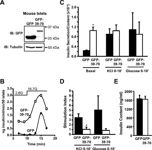 Disruption of Syn4-gelsolin complexes elevates basal insulin secretion from isolated mouse islets. Freshly isolated mouse islets were immediately transduced with GFP or GFP-39–70 adenovirus, and after a 48-h incubation, GFP-positive islets were handpicked under a fluorescence microscope for immunoblot analysis (A), for perifusion analysis (B), and for static culture studies (C). Perifusion entailed use of 50 GFP positive islets per column with GFP and GFP-39–70-expressing islet columns run in parallel; islets were perifused with low glucose (2.8 mm) followed by high glucose (16.7 mm) to capture first phase release. Static secretion reactions contained 10 GFP positive islets/tube and were incubated in low glucose (2.8 mm) KRBH for 2 h and buffer collected for quantitation of basal insulin secretion. Buffers containing stimulatory levels of glucose (16.7 mm) or KCl (35 mm) were added to the islets for 10 min, followed by collection for insulin quantitation. Insulin content in the remaining islets was also determined and used to normalize insulin secretion data; *, P < 0.001 vs. GFP. D, Stimulation index was calculated using the values from C (stimulated insulin release/basal insulin release). E, Insulin content was similar between transduced islet groups. Data represent the mean ± se of three independent islet isolation experiments; *, P < 0.05 vs. GFP. IB, Immunoblotting.