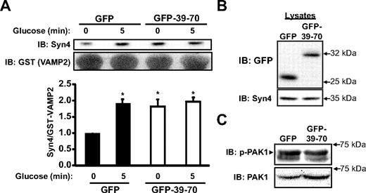 Disruption of Syn4-gelsolin complexes triggers Syn4 activation in the absence of secretagogue stimulation. A, MIN6 cells transduced to express either GFP or GFP-39–70 proteins were preincubated in MKRBB for 2 h and left unstimulated or stimulated with 20 mm glucose for 5 min to generate cleared detergent cell lysates for use in GST-VAMP2 interaction assays. Lysate protein (2–3 mg) was combined with GST-VAMP2 (soluble, TM domain deleted) bound to glutathione sepharose beads, incubated for 2 h and precipitated proteins resolved on 10% SDS-PAGE for immunoblot detection (IB) of Syn4 and GST. Band intensities of Syn4 association with GST-VAMP2 were quantitated and the ratio of Syn4 to GST-VAMP2 determined (normalized to unstimulated GFP-Ad = 1 in each experiment); *, P < 0.05 vs. unstimulated GFP. B, Immunoblot to demonstrate the relative expression of GFP and GFP-39–70 proteins in the starting lysates used in GST-VAMP2 interaction assays. C, Basal Pak1 phosphorylation was evaluated by immunoblotting lysates prepared from transduced and unstimulated MIN6 cells. The marker indicates the upper phospho-Pak1 band; lower band is nonspecific. Blots were subsequently stripped and reprobed for total Pak1 protein. Images are representative of three independent sets of transduced cell lysates.
