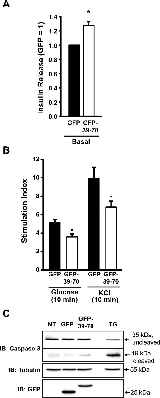 Disruption of Syn4-gelsolin complexes impairs insulin secretion from MIN6 β-cells. MIN6 cells transduced to express either GFP or GFP-39–70 proteins were preincubated in MKRBB for 2 h and left unstimulated (A) or were stimulated with either 20 mm glucose or 35 mm KCl for 10 min (B) to determine the insulin secretion stimulation index (stimulated insulin release/basal insulin release). Data represent the mean ± se of at least three independent islet batches; *, P < 0.05 vs. GFP. C, Caspase cleavage was assessed in MIN6 cells transduced to express GFP or GFP-39–70 by immunoblotting (IB) for caspase-3, which recognizes the 35-kDa inactive protein and the 19-kDa cleaved activated form. Treatment for 16 h with 0.5 μm thapsigargin (TG) to induce apoptosis served as a positive control. The GFP immunoblot shows expression of GFP and GFP-39–70 (NT, Not transduced) and tubulin immunoblot used as a loading control. Data are representative of two independent experiments.