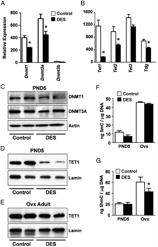 DES-induced alterations in uterine DNA methylation regulatory enzymes and DNA methylation. A, Relative mRNA expression of DNA methyltransferases on PND5. B, Relative mRNA expression of TET methylcytosine dioxygenases and thymine deglycosylase on PND5. C, Immunoblots of DNMT1 and DNMT3A on PND5. Actin was used as a loading control. In this and all subsequent immunoblots, each lane contains protein extract from a single animal, and n = 2–4 animals per group on each blot; protein from at least 4 animals was run in all cases. Representative blots are shown. D and E, Immunoblots of TET1 in PND5 (D) or adult ovx (E) uteri. Lamin was used as a loading control. F, Total DNA 5-methylcytosine. G, Total DNA 5hmC. For all graphs, mean ± SE is plotted; n = 4–8 per group. *, P < .05 compared with control at same time point.