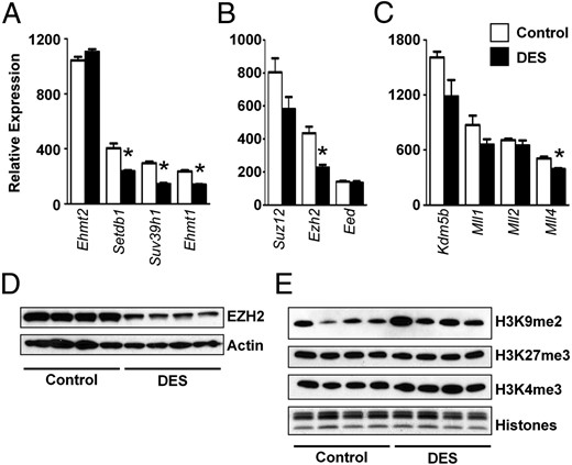 DES-induced alterations in histone methyltransferases but not methylated histones on PND5. A, Relative mRNA expression of histone H3 methyltransferases on PND5. A–C, Genes encoding methyltransferases with major reported activity on H3K9 (A), H3K27 (B), and H3K4 (C). Mean ± SE is plotted; n = 4 per group. *, P < .05 compared with control. D, Immunoblot of EZH2. Actin was used as a loading control. E, Immunoblots of H3K9me2, H3K27me3, and H4K4me3. In this and all subsequent histone immunoblots, each lane contains 2 μg histones isolated from 2 uteri per sample, and n = 4 samples per group on each blot. In the bottom panel, total histones were stained on a duplicate gel to document equal protein loading.