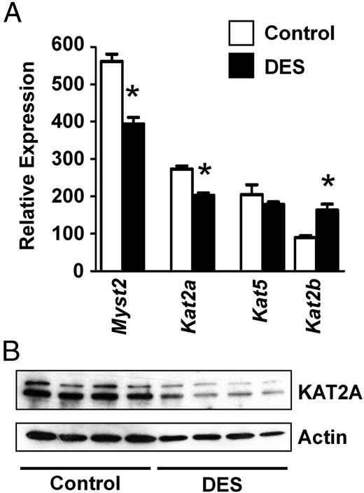DES-induced alterations in histone-acetylating enzymes on PND5. A, Relative mRNA expression of histone acetyltransferases on PND5. Mean ± SE is plotted; n = 4 per group. *, P < .05 compared with control. B, Immunoblot of KAT2A in PND5 uteri. Actin was used as a loading control.
