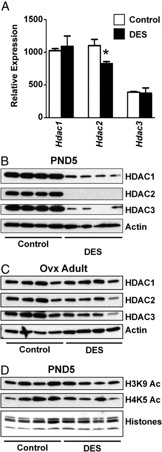 DES-induced alterations in HDACs but not acetylated histones. A, Relative mRNA expression of HDACs on PND5. Mean ± SE is plotted; n = 4 per group. *, P < .05 compared with control. B and C, Immunoblots of HDAC1, HDAC2, and HDAC3 in PND5 (B) or adult ovx (C) uteri. Actin was used as a loading control. D, Immunoblots of modified histones H3K9ac and H4K5ac. Total histone proteins were stained on a duplicate gel to ensure equal loading.