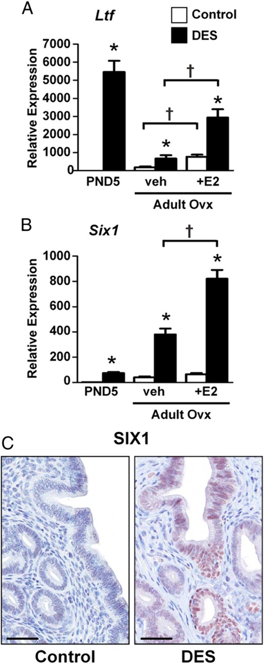 Permanent overexpression of Ltf and Six1 after neonatal DES treatment. A, Relative mRNA expression of the indicated gene in uteri from PND5, adult ovx vehicle (veh)-treated, or adult ovx plus estradiol (E2)-treated mice. Mean ± SE is plotted; n = 4 per group. *, P < .05 compared with control; †, P < .05 compared with the group indicated by the associated line. C, Immunohistochemical localization of SIX1 in the adult mouse uterus. Scale bars, 50 μm.