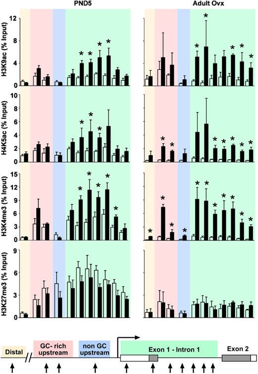 Persistent differential association of modified histones with the Six1 locus after neonatal DES exposure. ChIP assays were performed on uteri from PND5 (left panels) and adult ovx (right panels) mice using the indicated modified histone antibodies. PCR was performed on a distal region (tan), a GC-rich upstream region (pink), a non–GC-rich upstream region (blue), and a region covering exon 1 to intron 1 (green) of the Six1 gene (see Table 2 for primer locations). Mean ± SE is plotted; n = 4 per group. White bars represent control; black bars represent DES. *, P < .05 compared with control. A schematic representation of the Six1 gene indicating the primer locations is shown for reference.