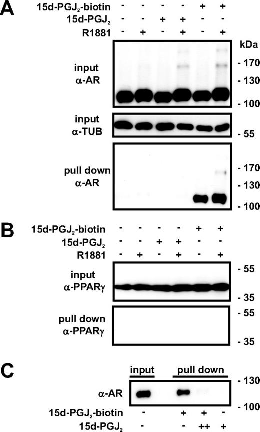15d-PGJ2 binds to AR in intact cells and in vitro. A, VCaP cells were treated with or without R1881 (10 nm) for 2 h and subsequently exposed to 15d-PGJ2 or biotinylated 15d-PGJ2 (10 μm) for 2 h as indicated. Cells were lysed and the biotin-15d-PGJ2-bound proteins were affinity isolated with streptavidin beads. C, Purified recombinant AR was incubated for 2 h at 22 C with biotin-15d-PGJ2 (10 μm, +) in the presence or absence of nonbiotinylated 15d-PGJ2 (1000 μm, ++) or 15d-PGJ2 (10 μm) alone as indicated, and biotin-bound AR was pulled down with streptavidin beads. Formation of 15d-PGJ2 adducts was analyzed by immunoblotting with anti-AR antibody (A and C) and anti-PPARγ antibody (B).