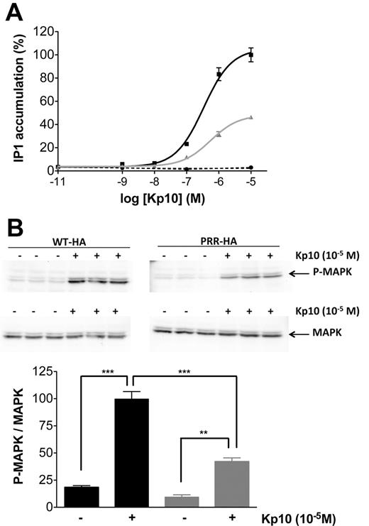 The additional PRR disturbs the maximal Kp10-induced activation of KISS1R in HeLa cells. A, IP production in WT-HA-KISS1R (black line), PRR-HA-KISS1R (gray line), and pcDNA3.1-transfected cells (dotted line) induced by 1-hour incubation with Kp10. Data are shown as the mean ± SEM of the 2 experiments, each performed in triplicates. B, MAPK pathway activation by a 10-minute treatment with Kp10 at 10−5M. The density of Phospho-MAPK (P-MAPK) bands was quantified and normalized by the density of MAPK bands. Data are the mean of triplicates (WT-HA-KISS1R in black and PRR-HA-KISS1R in gray); **P < .01 and ***P < .001.