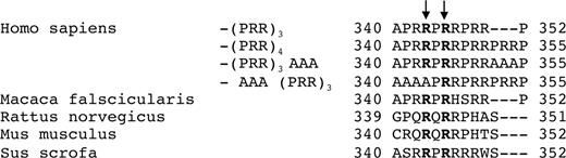 The alignment of sequence of the PRR-repeat region indicates that Arg344 and Arg346 (in bold) are conserved among species and in mutant receptors.