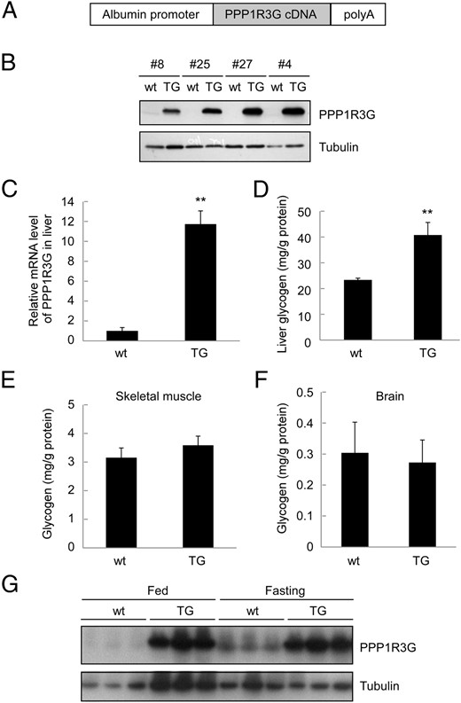 Generation and characterization of transgenic mice with liver-specific expression of PPP1R3G. (A) A diagram depicting the transgenic construct. The full-length mouse PPP1R3G cDNA was cloned downstream of the albumin promoter. (B) Expression of PPP1R3G protein in the mouse liver from wild-type (wt) and transgenic mice (TG). Protein preparation from the mouse liver was used in Western blotting with an anti-PPP1R3G antibody. (C) Analysis of PPP1R3G mRNA level of mouse liver by real-time quantitative RT-PCR (qRT-PCR). The relative expression level of PPP1R3G compared with β-actin was shown as mean ± SEM (n = 8 for each group). **, P < .01 between the two groups. (D to F) Measurement of glycogen in liver (D), skeletal muscle (E), and brain (F). The tissues were isolated from nonfasted 4-month-old male animals (n = 7–8 for each group for D to F) and the results are reported as mean ± SEM; **, P < .01. (G) Hepatic PPP1G3G protein levels under both fed and fasting conditions as determined by Western blotting.