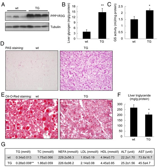 PPP1R3G overexpression improves hepatic steatosis under fasting conditions. (A) The expression of PPP1R3G protein in the liver of 4-month-old male wild-type and transgenic mouse in overnight-fasted state. These animals were used in measurement of hepatic glycogen content (B, n = 8 for each group), liver GS activity (C, n = 6 for each group), PAS staining (D), Oil-Red-O staining (E), measurement of hepatic triglyceride level (F, n = 7 for wild-type and n = 8 for transgenic mice). (F) Serum parameters in wild-type and the transgenic mice after overnight fasting (n = 8 for per group).The data are shown as mean ± SEM. *, P < .05; **, P < .01.
