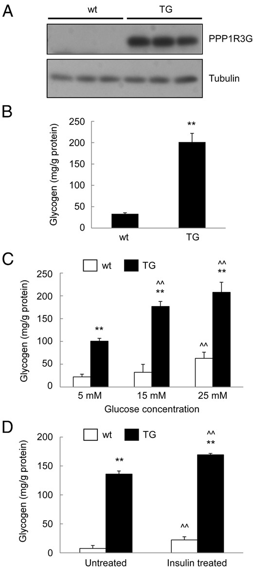 PPP1R3G overexpression increases glycogen level in primary hepatocytes. Primary hepatocytes isolated from wild-type and the transgenic mice were cultured overnight and used in the following experiments: analysis of PPP1R3G protein expression by immunoblotting (A), measurement of cellular glycogen content (B), cellular glycogen concentration after treatment for 24 hours with various glucose concentrations (C), and measurement of glycogen content after treatment with 100 nM insulin for 24 hours (D). The data are shown as mean ± SD (Student's t test for B and ANOVA for C and D). **, P < .01 as compared with wild-type and the transgenic mice with the same treatment. ^^, P < .01 as compared with the first group of mice with the same genotype.