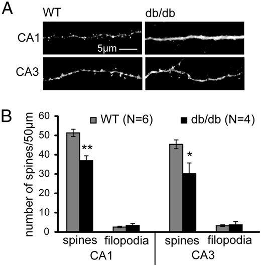 Leptin receptor signaling is required for normal hippocampal spine formation in vivo. Hippocampal slices were prepared from P28 to P32 wild-type (WT) or db/db mutant mice. CA1 and CA3 neurons were filled with lucifer yellow to visualize spine density. Representative images (A) and average spine and filopodia densities (B) of WT and db/db mice are shown. Data were analyzed using Student t tests (±SEM; *, P < .05; **, P < .01).