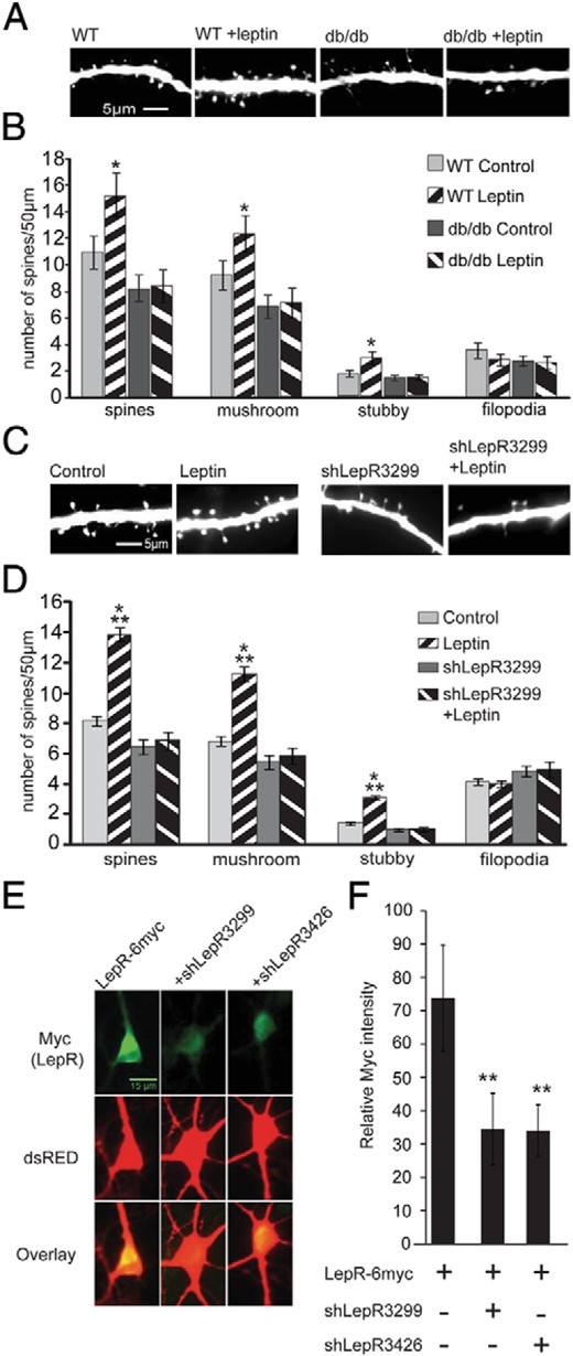 Leptin increases spine formation in hippocampal organotypic slice and dissociated cultures via LepRb. A and B, Organotypic slice cultures, prepared from P5 wild-type (WT) or db/db mice, were transfected with tomato fluorescent protein on DIV2 and stimulated with leptin on DIV4. Cultures were fixed and imaged on DIV7. Representative images (A) and average density of total spines, mushroom spines, stubby spines, and filopodia (B) per condition are shown. C and D, Organotypic slice cultures from P5 Sprague-Dawley rats were transfected with tomato fluorescent protein ± shLepR3299 and were treated as described above. Representative images (C) and average density of total spines, mushroom spines, stubby spines, and filopodia (D) per condition is shown. Data were analyzed using one-way ANOVA followed by Tukey post hoc analysis (±SEM; ***, P < .001; **, P < .01; *, P < .05). E and F, Dissociated rat hippocampal cultures were transfected with Discosoma sp. red fluorescent protein (dsRED) to identify transfected neurons and the LepR-6myc construct alone or along with shLepR3299 or shLepR3426. Cultures were fixed and immunostained for LepR expression using anti-myc antibody. Representative images (E) and quantified data (F) are shown. Immunostaining data were analyzed using Student t tests (**, P < .001, compared with control).