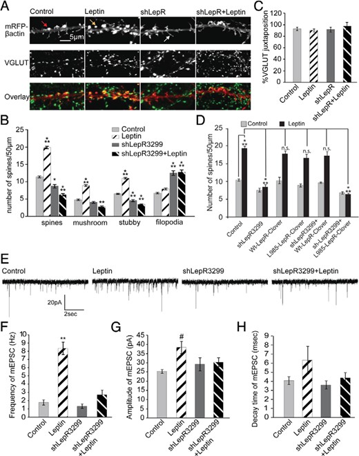 Leptin increases the density of excitatory synapses on dissociated hippocampal neurons. A–C, Cultured hippocampal neurons were transfected on DIV5 with ± shLepR3299, followed by leptin stimulation on DIV7 until DIV12 when the cultures were fixed and immunostained with anti-VGLUT antibody. A, representative images displaying mRFP-β-actin ± shLepR3299 fluorescence, VGLUT staining, and an overlay with mRFP fluorescence in red and VGLUT stain in green. The mRFP fluorescence was used to categorize dendritic protrusions as either filopodia (white arrow) or spines. Spines were further categorized as stubby (red arrow) or mushroom (yellow arrow). B, Average density (±SEM) of total spines, mushroom spines, stubby spines, and filopodia. ***, P < .0001; **, P < .001; *, P < .01. C, Average percent juxtaposition (±SEM) between VGLUT puncta and β-actin–rich spines. D, Cultured hippocampal neurons were transfected on DIV5 with mRFP-β-actin ± shLepR3299, ± mouse Wt-LepR-Clover, ± mouse L985-LepR-Clover, followed by leptin stimulation on DIV7 until DIV12 when the cultures were fixed and imaged. The mRFP fluorescence was used to determine the density of dendritic spines (mushroom and stubby combined). Average density (±SEM) of total spines is shown (***, P .0001; **, P < .01; *, P < .01; n.s., not significant). E–H, Cultured hippocampal neurons were transfected and stimulated as described earlier and mEPSCs were recorded on DIV12. E, Representative traces recorded from control and leptin-stimulated neurons with and without shLepR3299 transfection. Frequency (F), amplitude (G), and decay time (H) of mEPSCs under control and leptin-stimulated conditions ± shLepR3299 are shown. All data were analyzed using one-way ANOVA followed by either Tukey (for spine analysis) or Newman-Keuls (for electrophysiology) post hoc analysis (±SEM; **, P < .001; #, P < .05, compared with control).