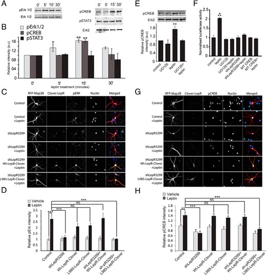 Leptin increases CREB but not STAT3 phosphorylation and transcription via the Mek/Erk pathway. A and B, DIV6 hippocampal neurons were stimulated with leptin for various durations from 5 up to 30 minutes (control: vehicle for 30 minutes). Cells were lysed in RIPA buffer and analyzed using SDS-PAGE. Representative Western blots (A) and average relative intensities (±SEM) (B) of pErk, pCREB, and pSTAT3 bands normalized to Erk2 or Erk1/2 under control and leptin-stimulated conditions are shown. a.u., arbitrary units. C and D, Cultured hippocampal neurons were transfected on DIV5 with mRFP-Map2B, ± shLepR3299, ± mouse Wt-LepR-Clover, ± mouse L985-LepR-Clover, followed by stimulation with or without leptin on DIV7 for 15 minutes until fixed and immunostained with anti-pErk antibody. The intensity of pErk staining was measured from 50 neurons per condition in 2 separate cultures. C, Representative images showing mRFP-Map2B (red), Wt-LepR-Clover, and L985-LepR-Clover (green), nucleus (blue), and pErk (turquoise) staining and an merged image. D, Normalized average relative intensity (±SEM) of pErk staining in transfected neurons under control and leptin-stimulated conditions. The intensity of pErk staining was measured from 50 neurons per condition in 2 separate cultures. E, DIV6 hippocampal neurons were treated with or without UO126 (Mek1 inhibitor) for 30 minutes before a 15-minute stimulation with or without leptin. Cells were lysed and analyzed using SDS-PAGE. Representative Western blots (inset) and average relative intensities (±SEM) of pCREB bands normalized to Erk2 under control and leptin-stimulated conditions ± UO126 are shown. F, Cultured hippocampal neurons were transfected on DIV5 with CRE-luciferase and Gal-CREB constructs along with either empty vector or shLepR3299 or MT CREB, followed by stimulation with or without leptin on DIV7 for 4 hours. UO126 was added 30 minutes before leptin treatment to indicated samples. After leptin stimulation cells were lysed, and the total protein concentration was measured using a BCA assay (Pierce). Luciferase activity was measured using a luciferase kit (Promega). Normalized luciferase activity under various conditions is shown. G and H, Cultured hippocampal neurons were transfected on DIV5 with mRFP-Map2B, ± shLepR3299, ± mouse Wt-LepR-Clover, ± mouse L985-LepR-Clover, followed by stimulation with or without leptin on DIV7 for 15 minutes until fixed and immunostained with anti-pCREB antibody. The intensity of pCREB staining was measured from 53 neurons per condition in 2 separate cultures. G, representative images showing mRFP-Map2B (red), Wt-LepR-Clover and L985-LepR-Clover (green), nucleus (blue), pCREB (turquoise) staining and an merged image. H, Normalized average relative intensity (±SEM) of pCREB staining in transfected neurons under control and leptin-stimulated conditions. Data from Western blots were analyzed using Student t tests (**, P < .001). Data for immunostaining and luciferase activity were analyzed using one-way ANOVA followed by Tukey post hoc analysis (***, P < .0001; **, P < .001; NS, not significant, compared with control).