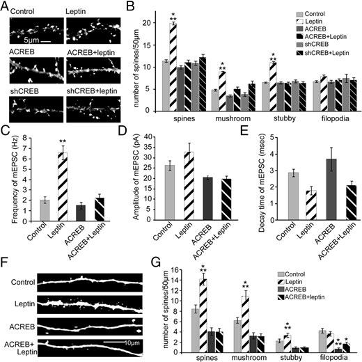 CREB activity is required for leptin-induced synapse formation. A and B, Cultured hippocampal neurons were transfected on DIV5 with mRFP-βactin ± ACREB ± shCREB, followed by stimulation with or without leptin on DIV7 until DIV12 when the cultures were fixed. Representative images (A) and average density (±SEM) of total spines, mushroom spines, stubby spines and filopodia (B) under control and leptin-stimulated conditions ± ACREB ± shCREB are shown. C–E, Cultured hippocampal neurons were transfected and stimulated as described earlier, and mEPSCs were recorded on DIV12. Frequency (C), amplitude (D), and decay time (E) of mEPSCs under control and leptin-stimulated conditions ± ACREB are shown. F and G, Organotypic slice cultures prepared from P5 rats were biolistically transfected on DIV2 with tdTomato ± ACREB, followed by stimulation with or without leptin on DIV4 until DIV7 when the cultures were fixed. Representative images (F) and average densities (±SEM) of total spines, mushroom spines, stubby spines and filopodia (G) under control and leptin-stimulated conditions ± ACREB are shown. Data were analyzed using one-way ANOVA followed by either Tukey (for spine analysis) or Newman-Keuls (for electrophysiology) post hoc analysis (***, P < .0001; **, P < .001; *, P < .01; compared with control).