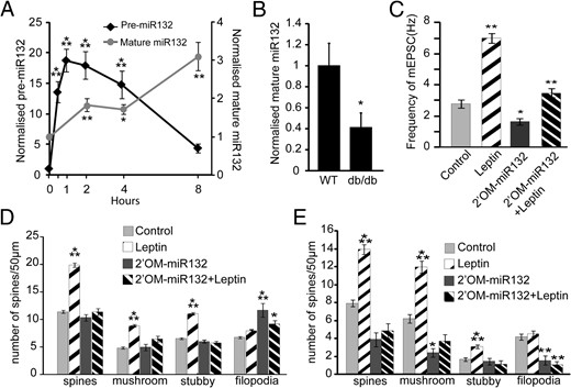 Leptin induces miR132 transcription, which is required for spine formation. A, DIV6 hippocampal neurons were treated with leptin for various durations from 30 minutes to 8 hours. Cells were lysed in TRIzol, and RNA was isolated and converted to cDNA (using Random Hexamers for pre-miR132 or TaqMan RT-primers for mature-miR132). The cDNA samples were then analyzed for changes in pre-miR132 transcript levels (normalized to PPIA) and mature miR132 transcript levels (normalized to U6 snRNA). B, Hippocampi collected from P42 wild-type (WT, n = 6) or db/db mice (n = 4) were lysed in TRIzol, and RNA was isolated. cDNA was prepared and analyzed for mature miR132 transcript levels (normalized to U6 snRNA). C and D, Cultured hippocampal neurons were transfected on DIV5 with mRFP-βactin ± 2′OM-miR132, followed by stimulation with or without leptin on DIV7 until DIV12 when the cultures were either fixed and imaged or used for electrophysiological measurements. C, Frequency of mEPSC under control and leptin-stimulated conditions ± 2′OM-miR132. D, average density (±SEM) of total spines, mushroom spines, stubby spines, and filopodia under control and leptin-stimulated conditions ± 2′OM-miR132. E, Organotypic slice cultures prepared from P5 rats were biolistically transfected on DIV2 with tdTomato ± 2′OM-miR132, followed by stimulation with or without leptin on DIV4 until DIV7 when the cultures were fixed. Average densities (±SEM) of total spines, mushroom spines, stubby spines, and filopodia under control and leptin-stimulated conditions ± 2′OM-miR132 were quantified. RT-PCR data were analyzed using Student t tests. Spine density and electrophysiological data were analyzed using one-way ANOVA followed by either Tukey (for spine analysis) or Newman-Keuls (for electrophysiology) post hoc analysis (***, P < .0001; **, P < .001; *, P < .05, compared with control).