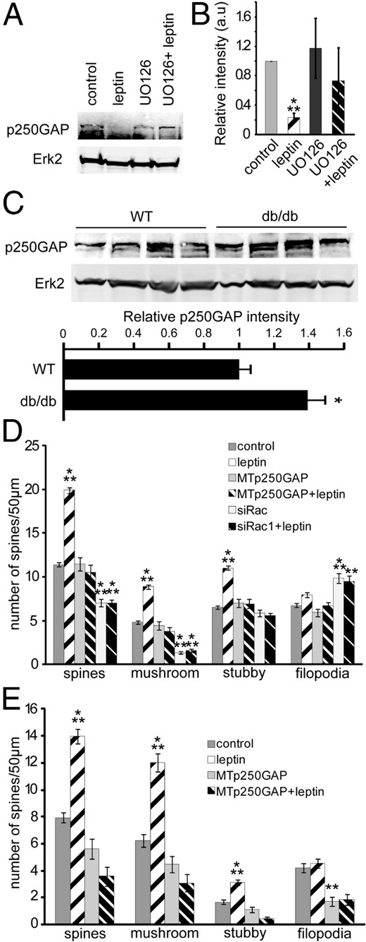 Leptin induces spine formation by reducing p250GAP expression. A and B, DIV6 hippocampal neurons were treated with or without 20 μM UO126 (Mek1 inhibitor) for 30 minutes before a 24-hour stimulation with or without leptin. Cells were lysed in RIPA buffer and analyzed using SDS-PAGE. Representative Western blots (A)and average relative intensities (±SEM) (B) of p250GAP bands normalized to Erk2 under control and leptin-stimulated conditions ± UO126. C, Hippocampi collected from P42 wild-type (WT, n = 4) or db/db mice (n = 4) were lysed, and protein was isolated and analyzed using SDS-PAGE. Representative Western blots and average relative intensities (±SEM) of p250GAP bands normalized to Erk2 from wild-type and db/db mice are shown. D, Cultured hippocampal neurons were transfected on DIV5 with mRFP-βactin ± MTp250GAP ± small interfering Rac1 (siRac1), followed by stimulation with or without leptin on DIV7 until DIV12 when the cultures were fixed. Average densities (±SEM) of total spines, mushroom spines, stubby spines, and filopodia under control and leptin-stimulated conditions ± MTp250GAP ± siRac1 were quantified. E, Organotypic slice cultures prepared from P5 rats were biolistically transfected on DIV2 with tdTomato ± MTp250GAP ± siRac1, followed by stimulation with or without leptin on DIV4 until DIV7 when the cultures were fixed. Average densities (±SEM) of total spines, mushroom spines, stubby spines, and filopodia under control and leptin-stimulated conditions ± MTp250GAP ± siRac1 were quantified. Data for Western blots were analyzed using Student t tests. Spine data were analyzed using one-way ANOVA followed by Tukey post hoc analysis (***, P < .0001; **, P < .001; *, P < .01; #, P < .05, compared to control).