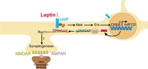 Schematic representation of the signaling cascade activated by leptin, leading to excitatory synapse formation in hippocampal neurons. AMPAR, α-amino-3-hydroxy-5-methyl-4-isoxazolepropionic acid receptor; CREB, cAMP response element–binding protein; LepR, leptin receptor; Mek/Erk, mitogen-activated protein kinase pathway; miR132, microRNA-132; NMDAR, N-methyl-d-aspartate receptor; p250GAP, p250 GTPase activating protein; Rac1, Ras-related C3 botulinum toxin substrate 1; 3′UTR, 3′-untranslated region.