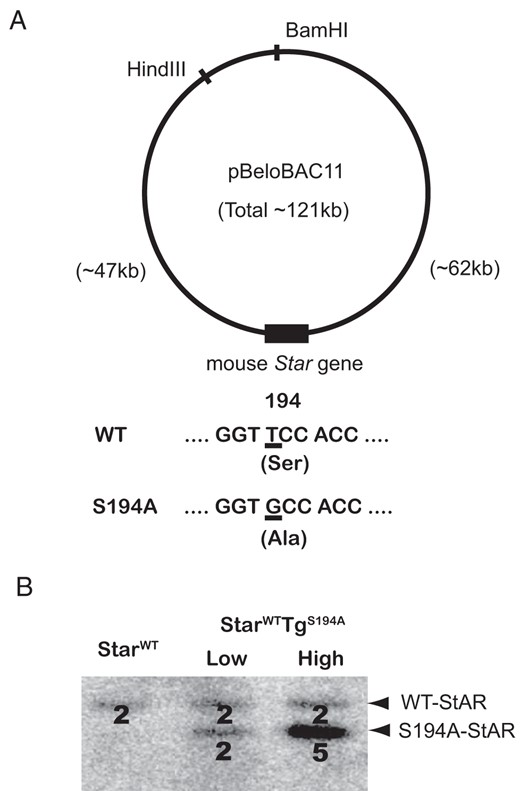 Generation of the S194A-Star BAC transgenic mice. A, Structure of the Star BAC clone. The mouse Star gene was cloned into the HindIII and BamHI sites of pBeloBAC11. The 121-kb Star BAC clone contains the Star structural gene, 47 kb of 5′-flanking region, and 62 kb of 3′-flanking region. The S194A-Star BAC contains the TCC-to-GCC substitution, which encodes the S194A mutant Star protein. B, Two independent S194A-Star BAC transgenic lines (designated “Low” and “High”) were generated. Quantitative Southern blotting after BanI digestion with a 32P-labeled Star probe demonstrates 2 copy numbers (line “Low”) and 5 copy numbers (line “High”) of the S194A-Star transgenes relative to StarWT mice. For counting copy numbers, the analyzed transgenic mice were StarWT and StarWT carrying the S194A-StAR transgene (StarWTTgS194A mice).