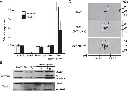 Expression of Star mRNA and protein in StarKO mice carrying the WT or S194A-Star transgene (StarKOTgWT or StarKOTgS194A mice, respectively). A, Transcriptional levels of Star mRNA: The S194A Star BAC transgenes direct normal levels of Star mRNA in the adrenal cortex and testis. Adrenal or testicular RNA was extracted from newborn pups and analyzed by real-time RT-PCR. Transcript levels are normalized to StarWT mice (1.0), and data are shown as mean ± SEM (n = 5). B, Expression levels of Star protein. Tissue lysates were prepared from adrenal glands and testes of newborn mice, and levels of Star protein were quantitated by immunoblot analyses using anti-StAR and antiactin antisera. The Star protein was detected as a preprotein of 37 kDa (open arrowhead) and a mature protein of 30 kDa (solid arrowhead), and their levels are comparable among StarWT, StarKOTgWT (StarKO mice carrying WT-Star transgene), and StarKOTg-LowS194A mice, but significantly higher in StarKOTg-HighS194A mice. C, Adrenal Star protein resolved by two-dimensional electrophoresis. Proteins were obtained from adrenal glands of newborn mice. To stimulate S194 phosphorypation, StarWT mice were injected with ACTH1–24 before decapitation, as described in Materials and Methods. Mature StAR of approximately 30 kDa migrated from pH 5.5 to 5.9, shown as species 1–5. In StarWT mice, species 1 and 2 were recognized in the basal state, and species 1, 2, 3, and 4 were detected after ACTH1–24 stimulation. In StarKOTg-LowS194A mice, species 3 disappeared, whereas species 4 was augmented, and species 5 emerged.
