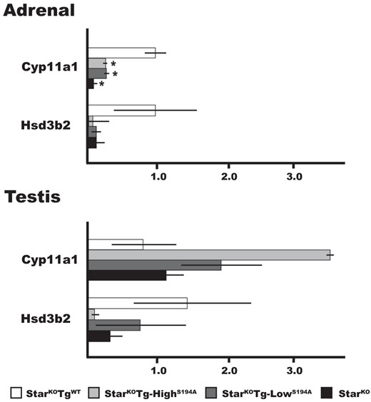 Expression of steroidgenic genes in the adrenal glands and testes. Total RNA from newborn mice was subjected to real-time RT-PCR analysis as described in Materials and Methods. The relative expression of Cyp11a1 and Hsd3b2 mRNAs for the indicated genotypes is shown: StarKOTgWT (n = 3), StarKOTg-HighS194A (n = 3), StarKOTg-LowS194A (n = 4), and StarKO (n = 4) mice. All values are normalized to expression levels in StarWTmice adrenals (1.0), and data are shown as median ± SEM. *, P < .05 relative to levels in StarWT adrenal tissue.