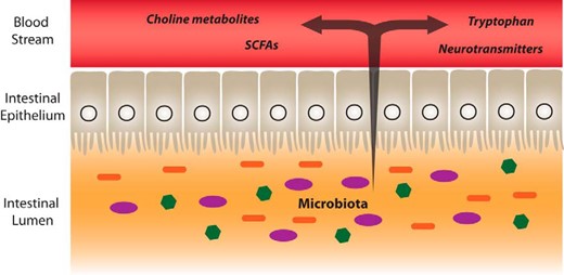 Hormone-like metabolites produced or regulated by the gut microbiota. Microbial metabolites such as SCFAs with signaling functions are secreted into the gut lumen, transported across the epithelial barrier, and transported to the effector organs, including the brain, via the bloodstream. The gut microbiota is also capable of producing or releasing neurotransmitters such as serotonin or regulating the availability of precursors such as tryptophan. The microbiota also regulates the bioavailability of choline and its metabolites.