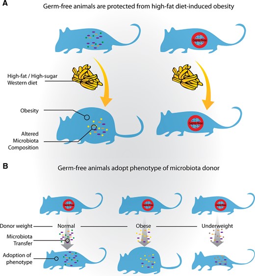 The gut microbiota and host metabolism. A, GF animals are protected from high-fat diet-induced obesity. A number of important studies have demonstrated that GF animals gain less weight than their conventionally colonized counterparts when fed a high-fat/high-sugar Western-style diet. GF animals also have less total body fat than mice raised conventionally, and when colonized with the microbiota of a conventional mouse, they show a robust increase in body fat. Moreover, obesity is associated with alterations in the composition of the microbiota. B, GF animals adopt the phenotype of the microbiota donor. Previously GF mice display an obese phenotype on receipt of a microbiota transplant from obese mice or when humanized with a microbiota from an obese individual. Similarly, GF animals lose weight upon receipt of a microbiota transfer from animals who have exhibited rapid weight loss after gastric bypass surgery.