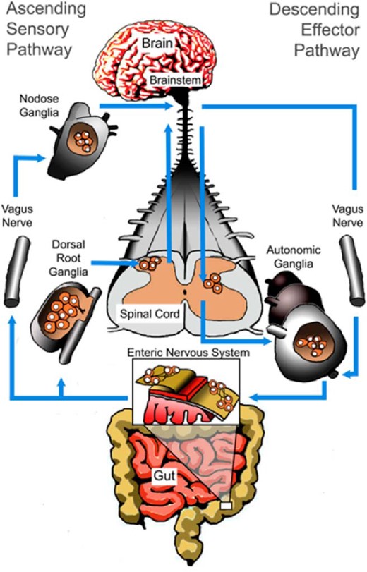 Neuronal pathways of the gut-brain axis. In addition to hormonal cross-talk, the gut microbiota can influence brain and behavior by recruiting the neuronal pathways of the gut-brain axis. This term describes the bidirectional communication network between the gut and the brain. The CNS and ENS communicate along vagal and autonomic pathways to modulate many GI functions. Mood and various cognitive processes can mediate top-down/bottom-up signaling. Vagal afferent nerves transmit to central brain regions in response to numerous signaling molecules in the gut that can be regulated or secreted by the gut microbiota. This vagal innervation is essential for homeostasis and provides both motor and sensory innervation for several key functions including satiety, nausea, sensations of visceral pain, sphincter operation, and peristalsis. Spinal afferent nerves from the GI tract also project to the dorsal horn of the spinal cord. Not shown in this diagram are the HPA axis and the immune systems, which are also important components of the gut-brain axis.