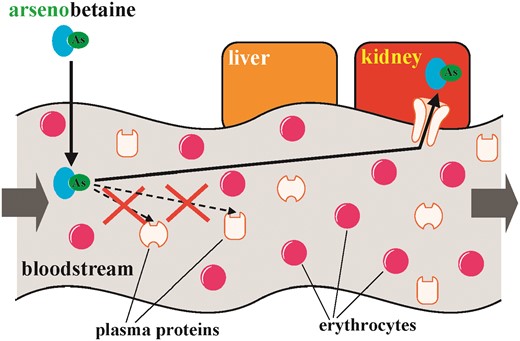 The addition of arsenobetaine to fresh rabbit and human plasma followed by the analysis of the resulting mixture by SEC-ICP-AES revealed that arsenobetaine does not bind to plasma proteins >300 Da.
